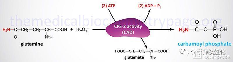 嘧啶核苷酸与脱氧核糖核苷酸的合成代谢