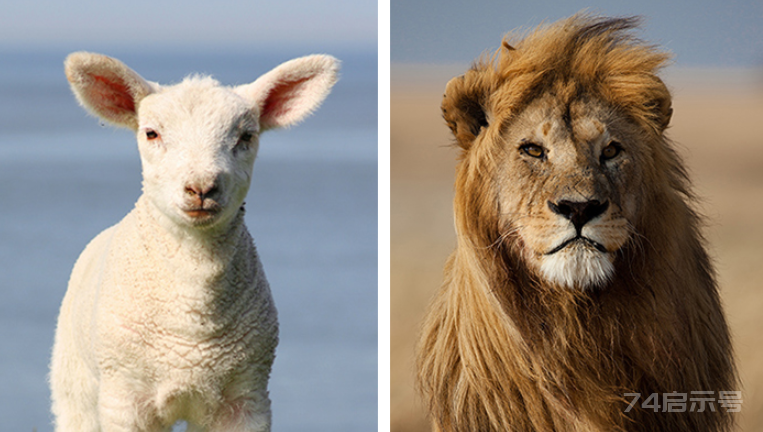 英语里为什么用“狮子”和“小羊”形容三月？
