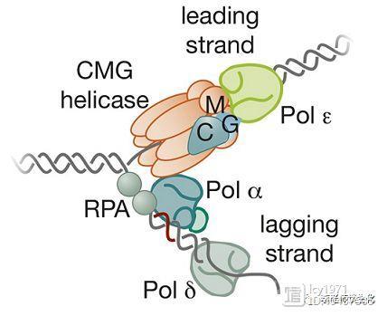 科恩伯格与DNA聚合酶