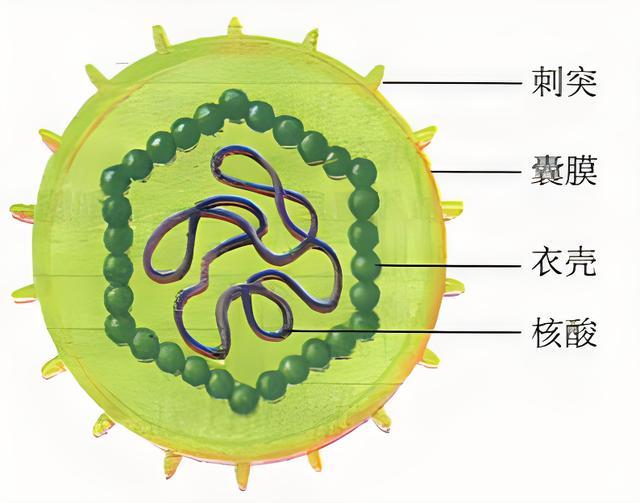 科学家：病毒根本不是生命体！那究竟是什么驱动它们发生变异的？