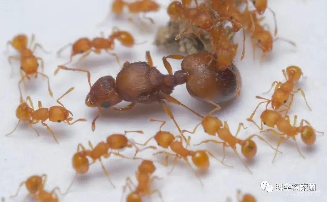 红火蚁已席卷12省，小火蚁又现身我国，小小蚂蚁为何让国人苦恼？