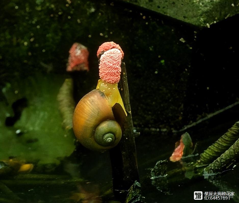 广东近期高发，千万别碰：这种粉色卵的福寿螺，寄生虫多达6000条