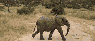 失去一条腿的大象都可以存活下来，为什么马的腿断了就必须死呢？