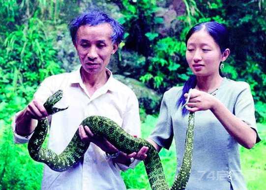 中国濒危动物: 莽山烙铁头蛇, 曾被炒到100万一条