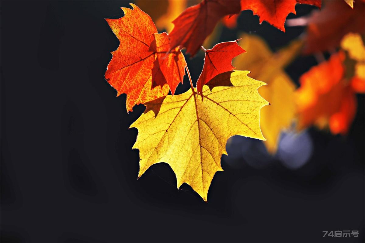 秋天的树叶为什么会变色？——秋红是树叶在老化过程呈现给我们的美丽！