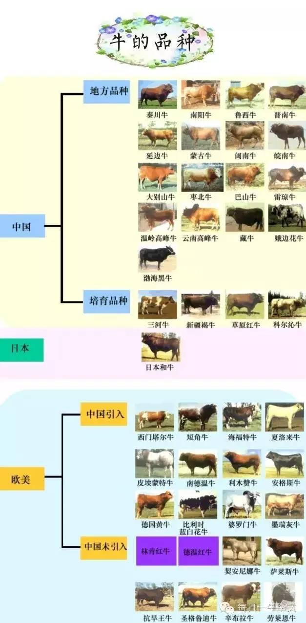 牛品种大全，附带图片！世界所有肉牛品种都在这啦！