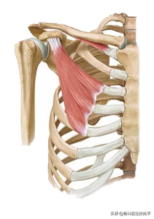 解剖图谱｜上肢及躯干部分肌肉
