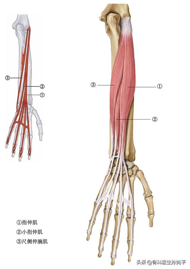 解剖图谱｜上肢及躯干部分肌肉