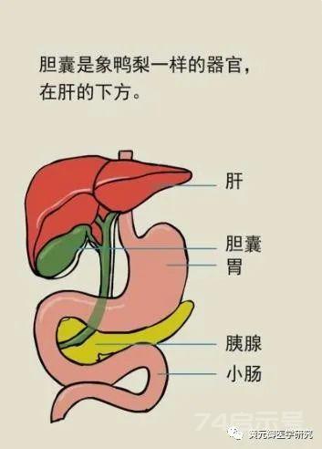 （五）柴胡桂枝干姜汤——肝炎，肝硬化，胁痛，腹胀，胆囊炎，