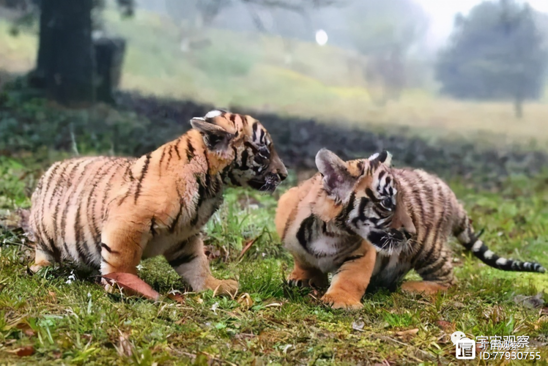 十九年前，被送去非洲野化的两只华南虎，如今怎样了，何时能归国