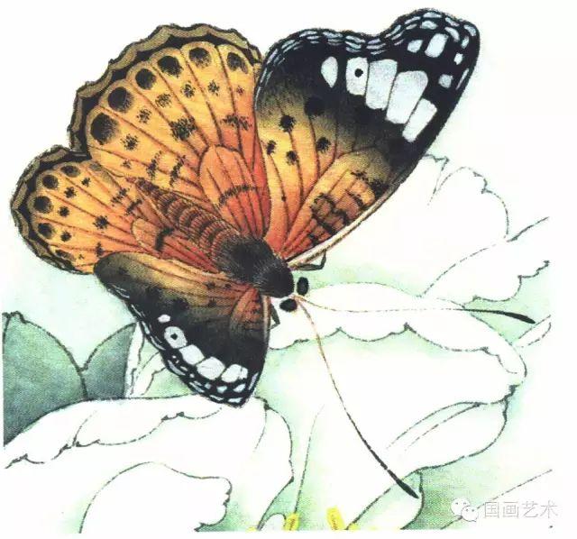 图文教程：李晓明工笔蝴蝶设色步骤示范，快收藏！