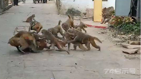 印度猴子报复杀死近250只狗 ，把狗带到高楼扔下，人类安全受到威胁