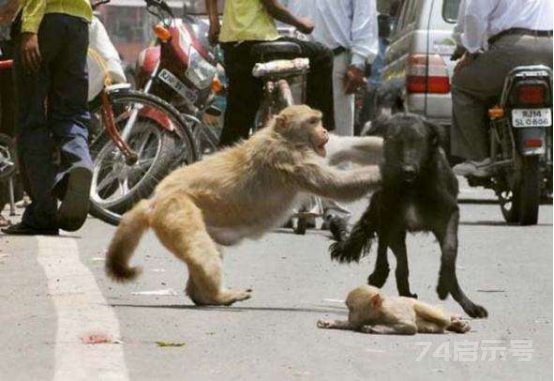 印度猴子报复杀死近250只狗 ，把狗带到高楼扔下，人类安全受到威胁