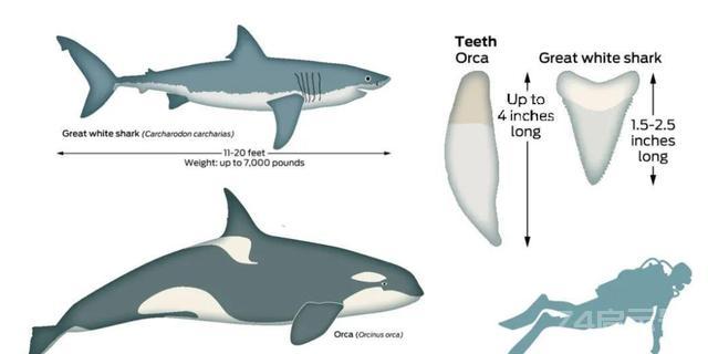 来自深海的恐怖动物：生吃虎鲸与大白鲨，啃咬美军潜艇