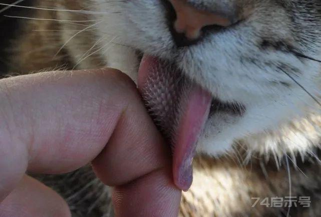 为什么猫科动物的舌头上满是倒刺，被老虎舔一下真的会掉层皮吗？