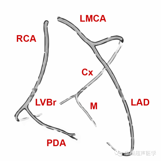 冠状动脉解剖结构