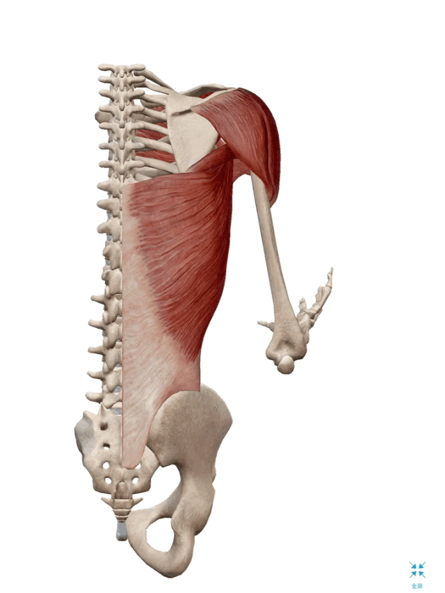 背阔肌功能解剖