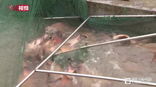 1千万尾！三峡人工孵化胭脂鱼，放养的鱼去哪了？被冲入大海了？
