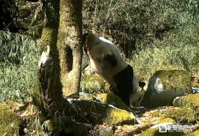 尿得越高越好？四川平武多次拍到大熊猫倒立撒尿，这是在干嘛？