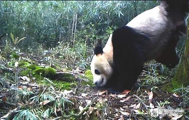 尿得越高越好？四川平武多次拍到大熊猫倒立撒尿，这是在干嘛？