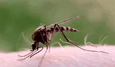 花蚊子是何方神圣，来中国不到50年，就已经成为中国的主流蚊子？