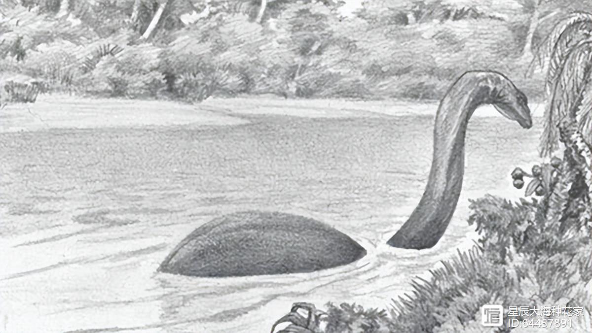 恐龙真还存在？创纪录暴雨过后，澳洲海滩冲上神秘生物