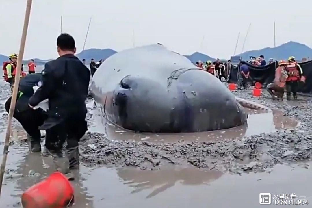 巨型抹香鲸搁浅象山！曾有渔民发现罕见龙涎香，价值958万元