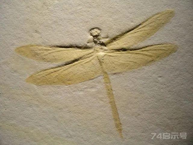 为什么脊椎动物必须牺牲四肢才拥有翅膀，而昆虫的飞行却不用？