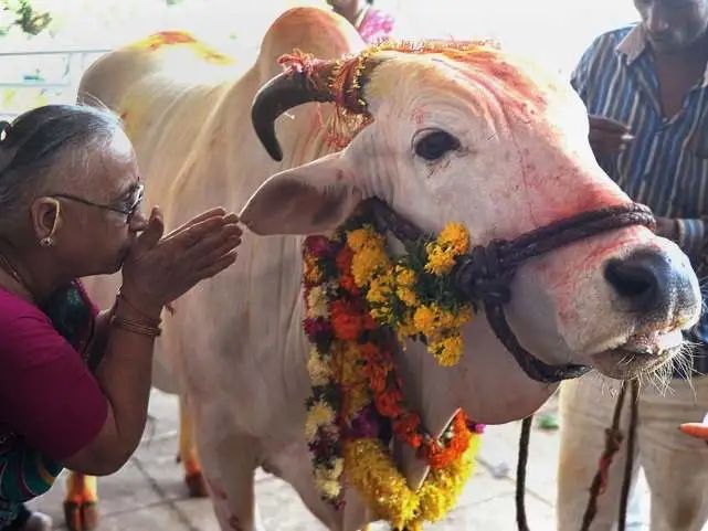 为什么印度的一头摩拉水牛能卖1800万元？
