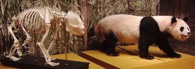 曾被疯狂偷猎的熊猫，如何存活至今？