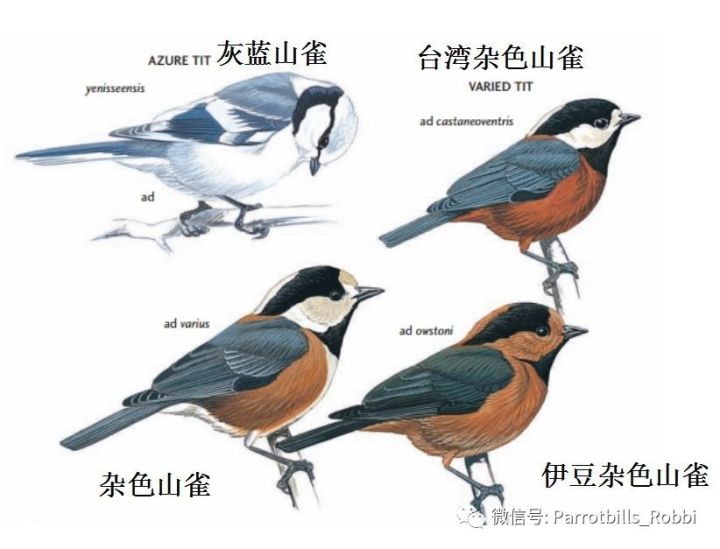 中国特有鸟类知多少（下，雀形目一）