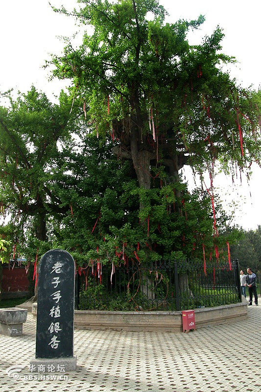 陕西周至楼观台老子手植银杏(2600年)