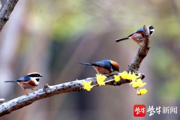 中国最小的鸟！超可爱，名字很“霸气”