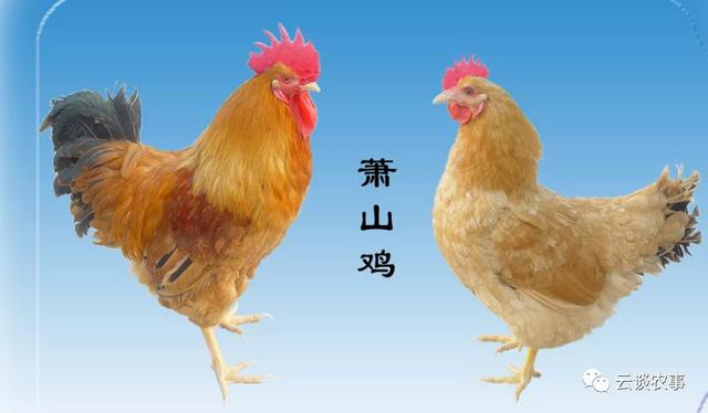 鸡的品种与分类——居然有这么多品种？