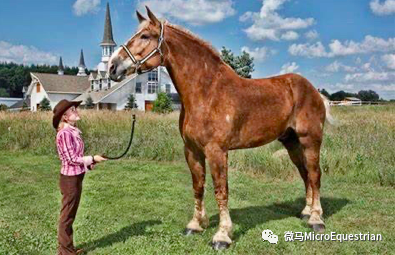 世界上体型最大的八种马