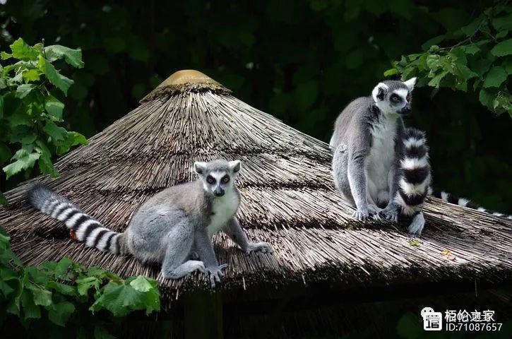 马达加斯加的神奇大自然令人向往，它是个怎样的非洲岛国