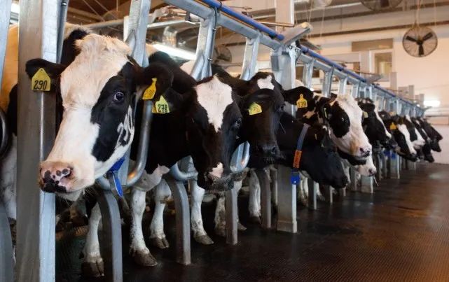 奶牛一年有300天在产奶，难道它们不用怀孕就可以产奶吗？