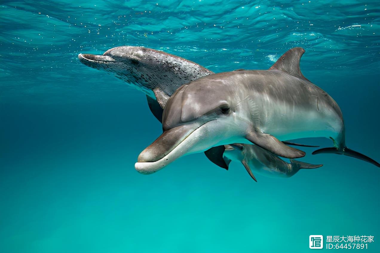 海豚怎么交配？科学家：它们极具侵略性！生殖器某处与人类很相似