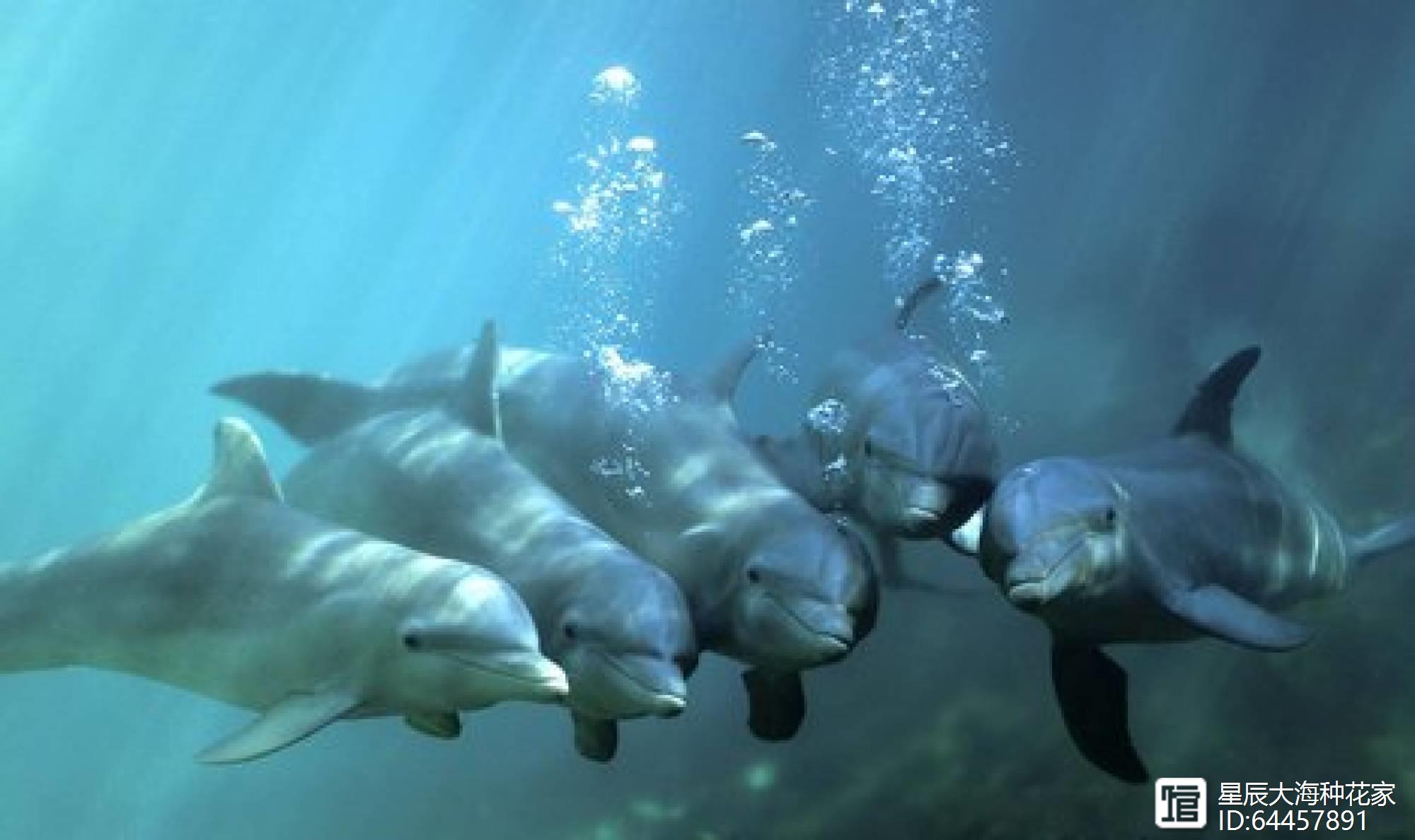 海豚怎么交配？科学家：它们极具侵略性！生殖器某处与人类很相似
