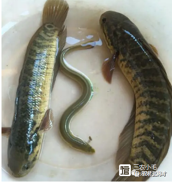 农村逐渐“消失”的5种小鱼，儿时用蚯蚓能钓到，现在却罕见了