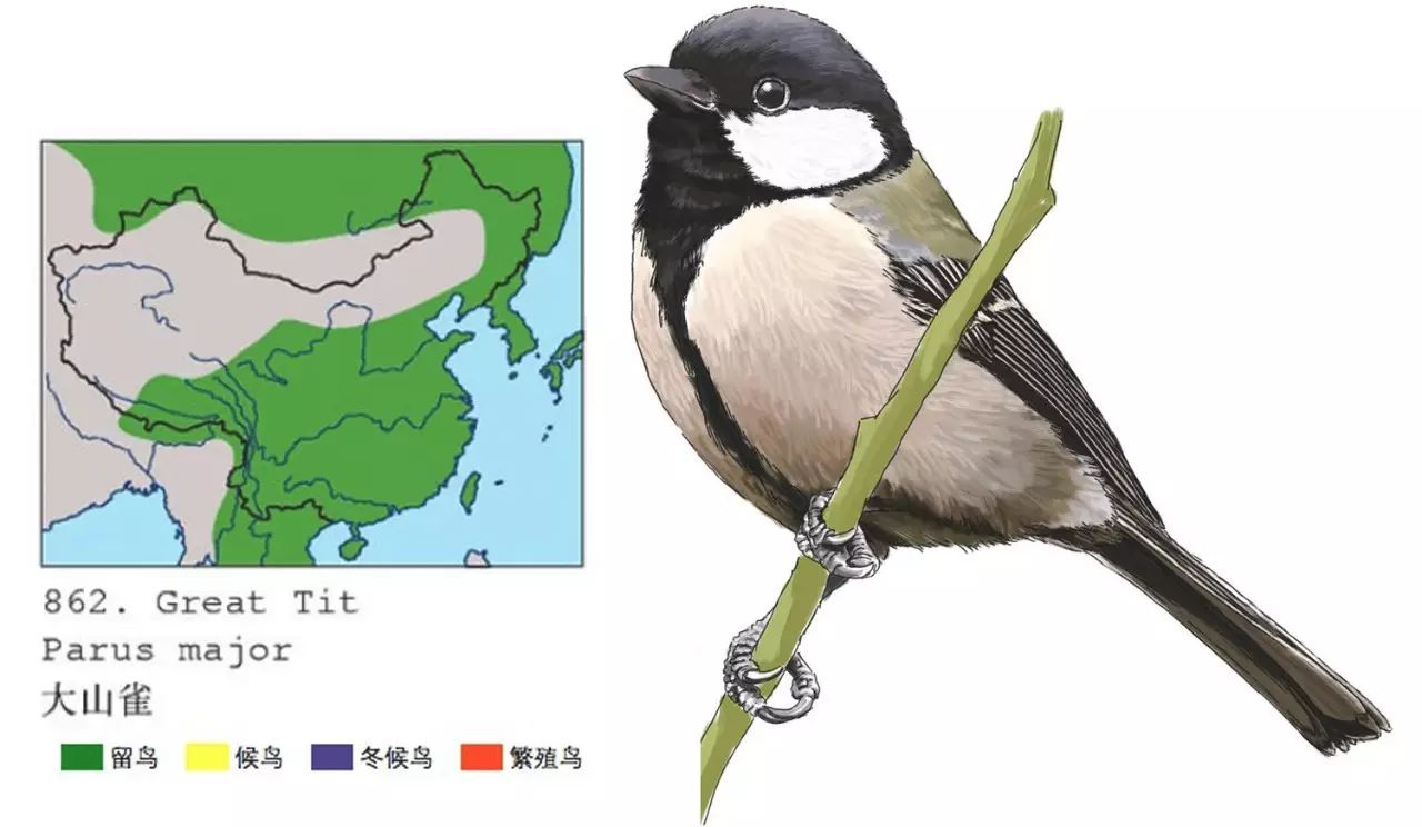 《中国十大常见鸟类》2017年历海报
