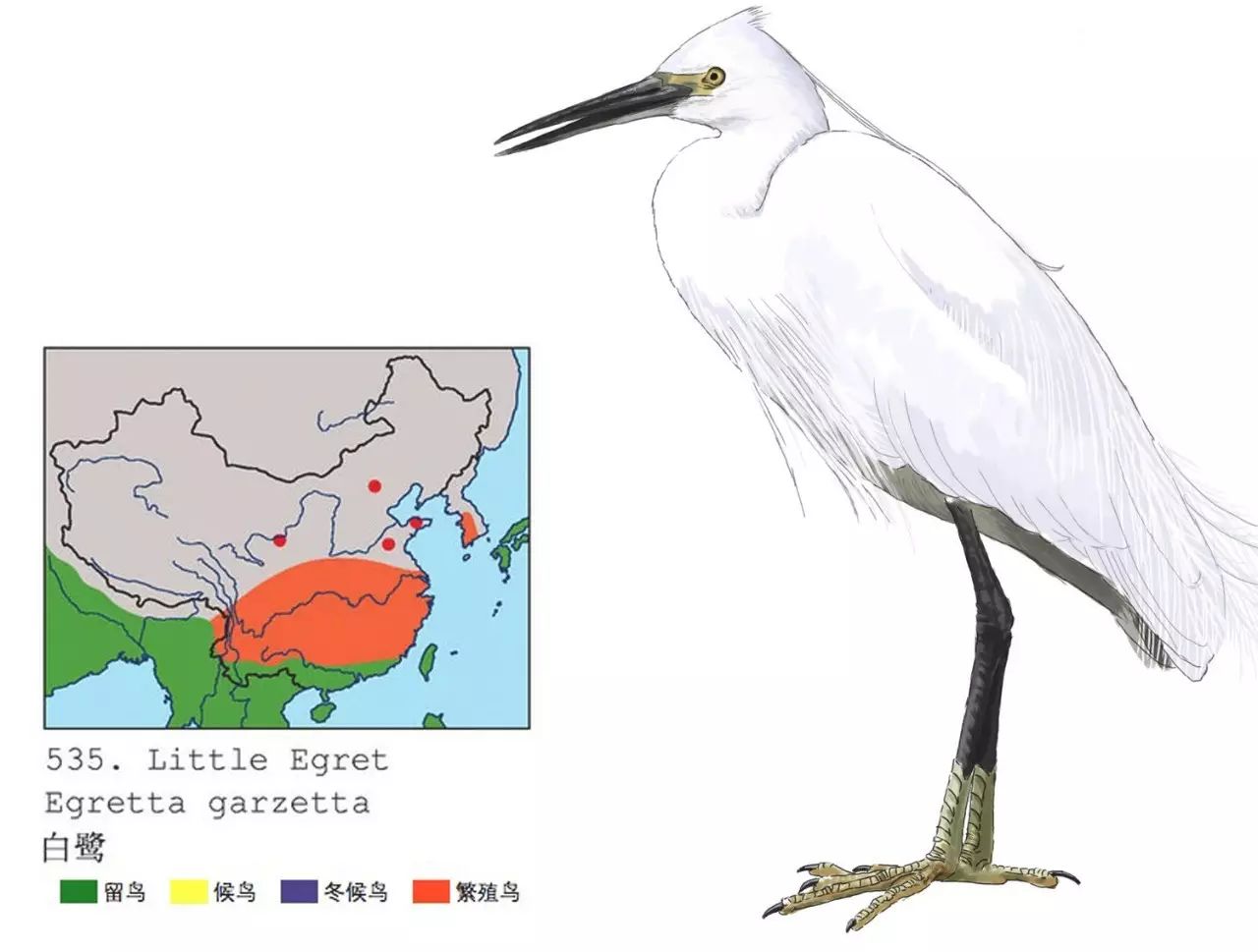 《中国十大常见鸟类》2017年历海报