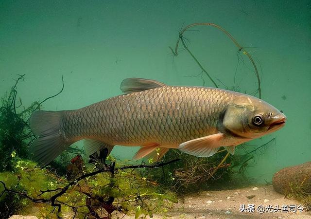 长江“十年禁渔”，十年后鱼类能长多大？能繁殖多少？
