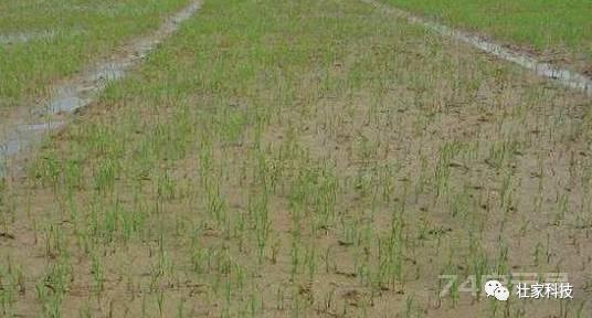 稻农的福音：五氟磺草胺等15种水稻田除草剂全介绍，看完就懂了！