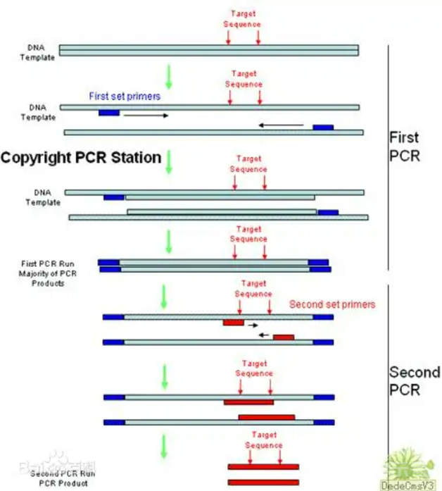 干货分享 | PCR知识分享