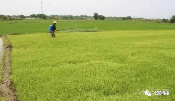 稻农的福音：五氟磺草胺等15种水稻田除草剂全介绍，看完就懂了！