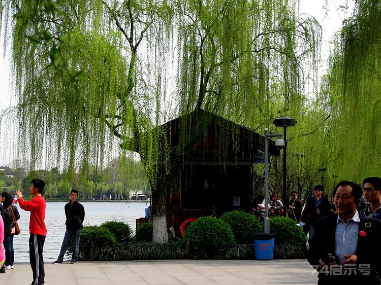 杭州三潭印月:烟柳西湖之八