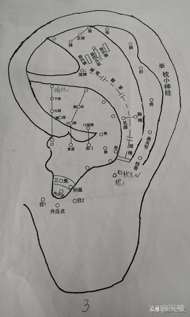 郭庆耳穴诊断治疗学 174个耳穴定位及常见病症的治疗方法 二