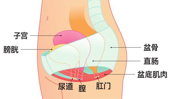 改善漏尿·尿频，阻止盆底肌老化，日本妇产科医生教你用矿泉水瓶训练