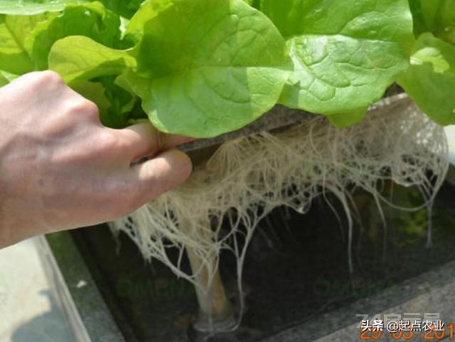 蔬菜无土栽培中只使用无机的营养液，能满足生长所需吗？需要注意什么？